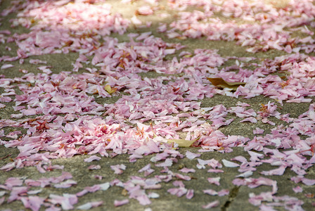 花婚礼后玫瑰在地上脱落美丽花瓣背景图片