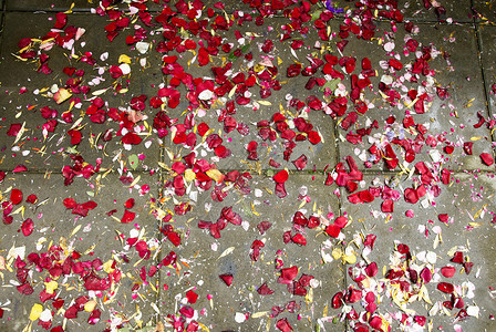 柔软的红色植物婚礼后玫瑰在地上脱落背景图片