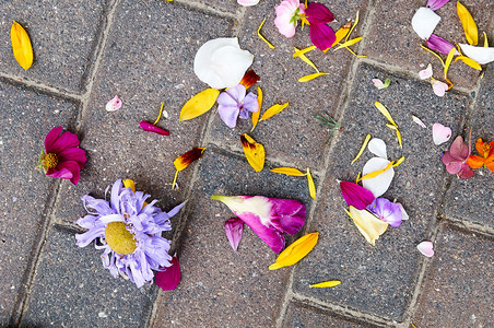 春天婚礼后玫瑰在地上脱落花植物背景图片