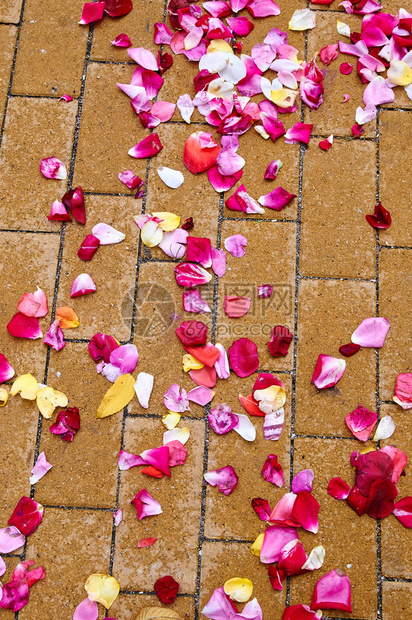 美丽婚姻礼后玫瑰在地上脱落夏天图片