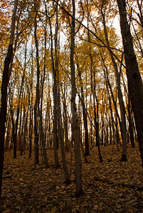 单身的旅行秋天森林路图片