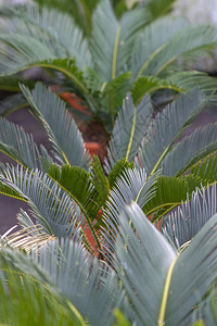 苏铁植物西班牙马洛卡Mallorca的锅里棕榈叶植物学苏铁图片