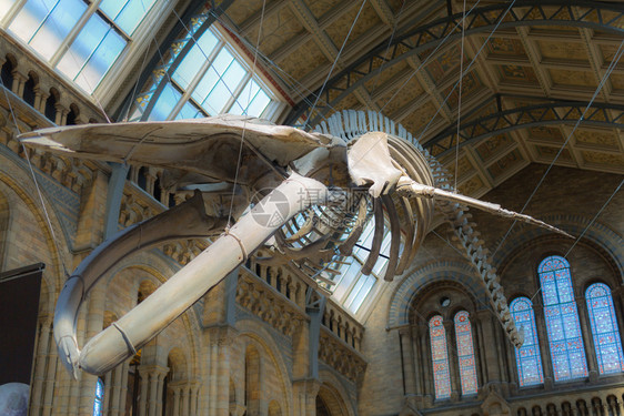 里面伦敦自然历史博物馆天花板上悬挂的蓝鲸骨架伦敦自然历史博物馆天花板上悬挂的蓝鲸骨架生物肉食动图片