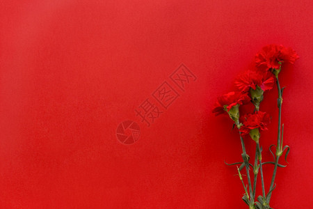 墙纸解析度业务光红背景的康乃馨花朵上面有亮红背景复制空间分辨率和高品质的美丽图片顶端鲜花上红色背景的明复制空间质量高分辨率的美照图片