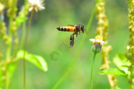 蜜蜂采蜂蜜图片