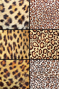 收集不同真实的豹皮天然背景纹理和自动物黄色的丰富多彩图片