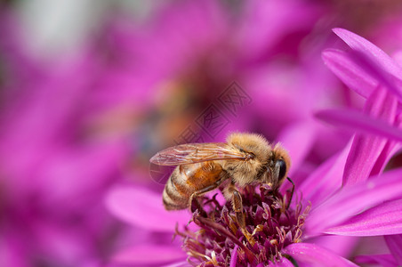 蜂蜜从阿斯特花朵中收集粉从阿斯特朵中收集粉的色园野生动物图片