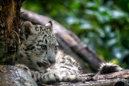 濒危哺乳动物雪豹幼崽的肖像Pantherauncia雪豹幼崽的肖像Pantherauncia外部图片