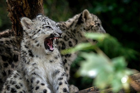 雪豹幼崽的肖像Pantheraunciauncia山猫斑点图片