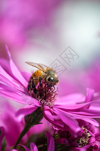 生物多样蜂蜜从阿斯特花朵中收集粉从阿斯特朵中收集粉的蜂房授图片