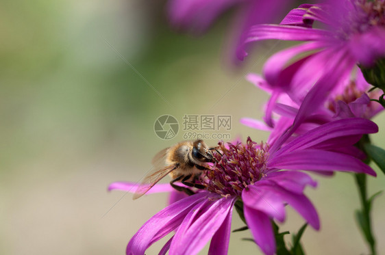 蜂蜜从阿斯特花朵中收集粉从阿斯特朵中收集粉的生物多样蜜糖动图片