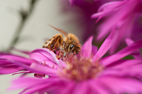 野生动物蜂蜜从阿斯特花朵中收集粉从阿斯特朵中收集粉的保护瓣图片