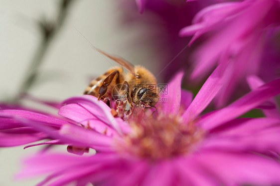 野生动物蜂蜜从阿斯特花朵中收集粉从阿斯特朵中收集粉的保护瓣图片