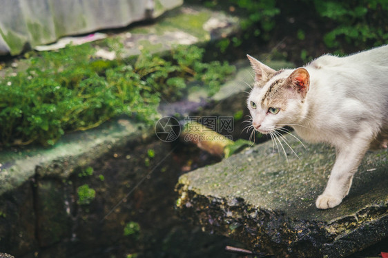 户外河沟边的小猫图片