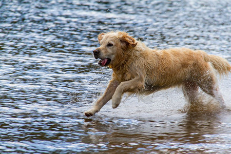 可爱的户外坎布里亚郡金色寻犬在联合王国坎布里亚KeswickKeswick的DerwentWater湖浅岸上跑图片