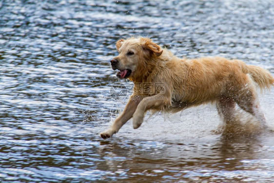 可爱的户外坎布里亚郡金色寻犬在联合王国坎布里亚KeswickKeswick的DerwentWater湖浅岸上跑图片