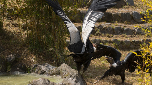 巴勃罗伸出的鸟安第斯神鹰以伸展的翅膀在绿植物和宝石的田地上战斗科学名称Vulturgriphus图片