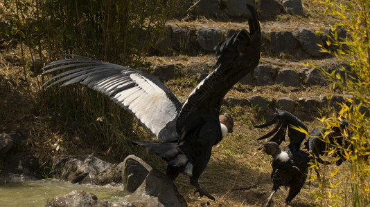 安第斯神鹰以伸展的翅膀在绿植物和宝石的田地上战斗科学名称Vulturgriphus鹰嘴豆一种秃图片