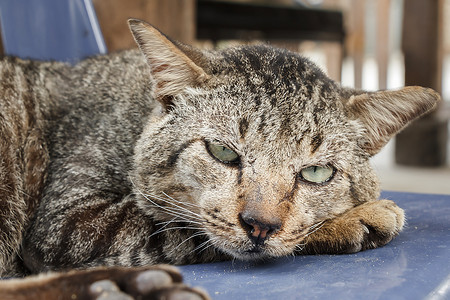 户外拍着的猫咪图片