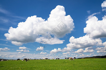 旅行德国伯吉斯州BergischesLand德国春季与奶牛对抗云和蓝天空的草原大片地景观夏天莱茵威斯特法伦图片
