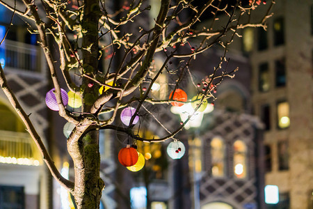 冬天各种样的以不同颜色灯笼为装饰的树上挂有灯笼的嵌入宏图片