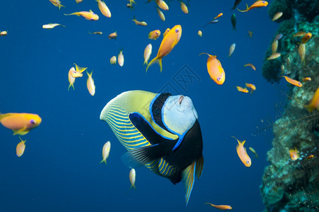 皇上安洁儿在海中游泳的鱼周围有炭疽蓝色的印度尼西亚水下图片
