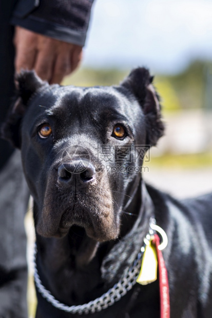 一个大黑警犬的肖像肯尼科罗传宗接代的头部中弹朋友一种图片