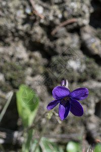 精美的春天花甜野生紫罗兰关闭自然背景泉甜的野生紫罗兰在自然背景上图片