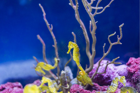 海鱼在水底生物中观测到海鱼洋热带生物学图片