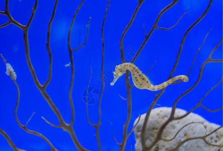 植物明亮的海鱼在水底生物中观测到海鱼珊瑚图片