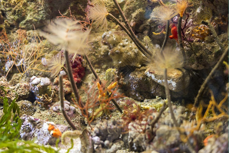 植物海鱼在水底生中观测到海鱼生活水族馆图片