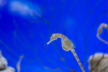 异国情调海鱼在水底生物中观测到海鱼潜水生活图片