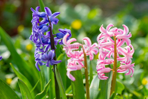 新鲜花的夏天美丽紫罗兰和粉红色的花朵在春天盛开图片