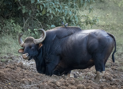 博斯见过重的在印度喀拉邦瓦亚纳德丛林中看到的野生印度牛或GaurBosgaurus图片