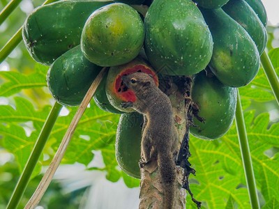 哺乳动物栖息地生活一只吃树上热带水果的松鼠图片