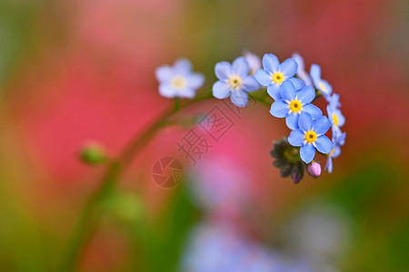 西尔瓦提卡美丽的蓝色小花朵遗忘的我不记花朵春色多彩的大自然背景细节蓝色的图片