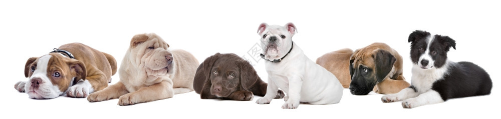 猎犬沙皮从左到右白色背景的大群小狗BulldogsharpeichocolatLabrador英语斗牛犬大丹边境collie朋友图片