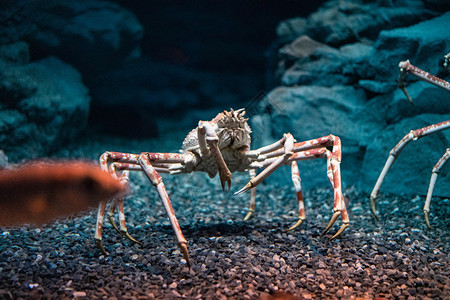 日本大阪水族馆的日本蜘蛛螃蟹海游馆巨大的贝壳图片