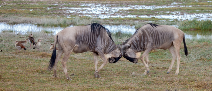 环境肯尼亚稀树草原的两只羚羊战斗哺乳动物萨凡纳图片
