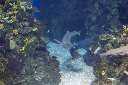 生物学海鱼在水底生物中观测到海鱼鲨洋图片