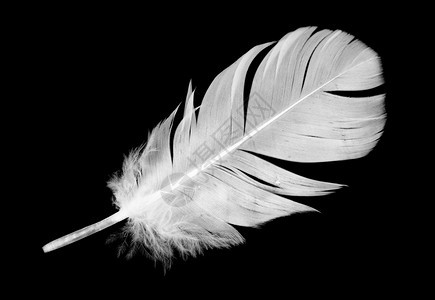 黑色背景上的白羽毛青色天使堂图片