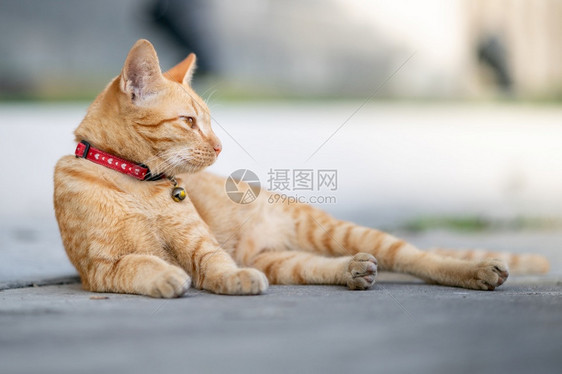 躺在地上的猫咪图片