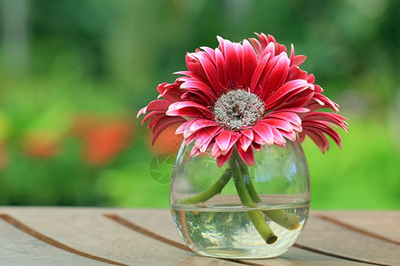水瓶里美丽的鲜花图片
