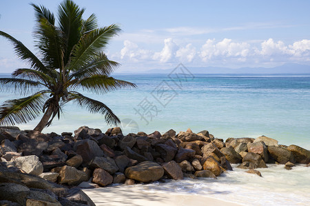白沙滩上棕榈树有美丽的海已知植物蜜月图片