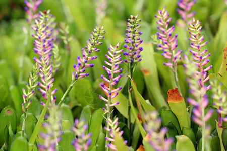 粉色蓝Aechmea或布罗梅里亚花朵叶子新鲜的植物学图片