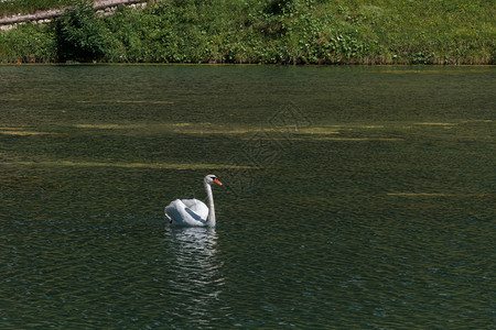 意大利多洛米人莫西戈湖的白天鹅图片