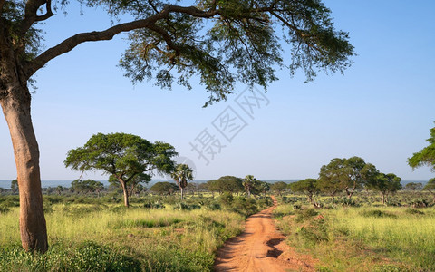 下降默奇森户外乌干达MurchisonFalls公园地貌的全景风图片