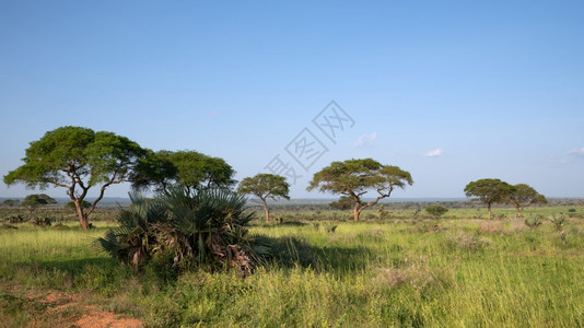 目的地乌干达MurchisonFalls公园地貌的全景风环境农村图片