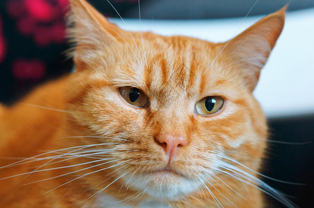 猫咪口红胖自制姜口红美丽的橙图片