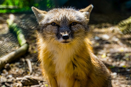 亚洲热带野生狗斑点热带野狐狸的长相脸物种图片